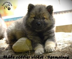 chiot eurasier